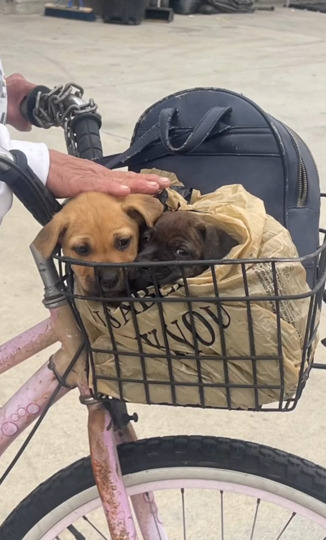 puppies in bicycle basket