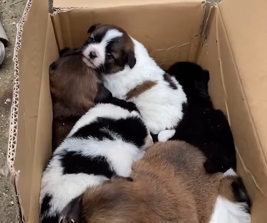 puppies in the cardbox