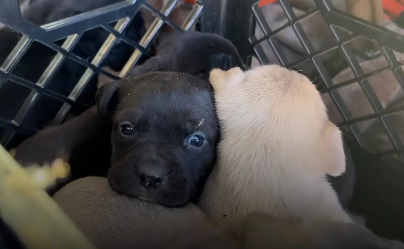 puppies lying in a basket