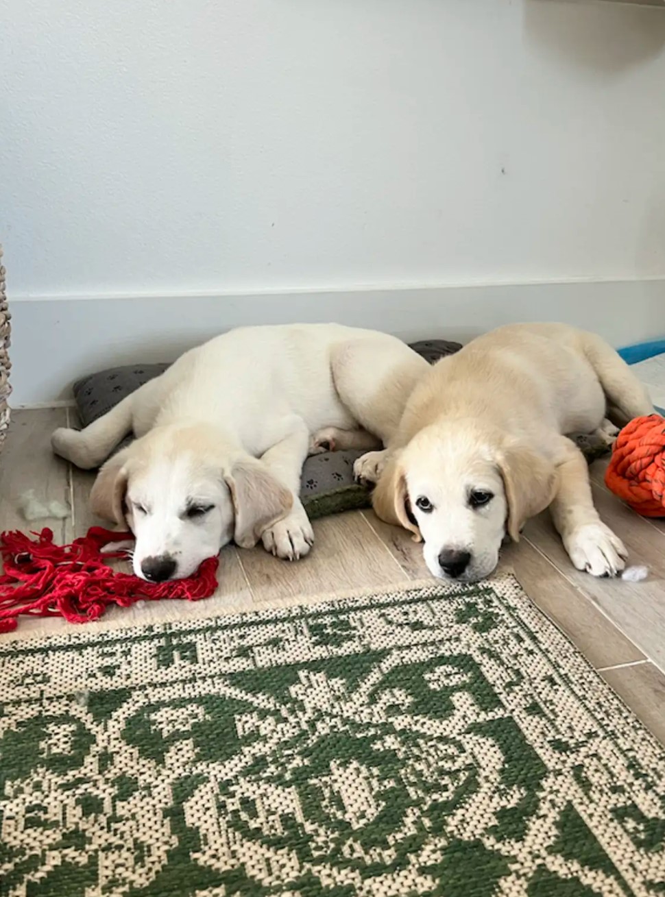 puppies lying in the livingroom