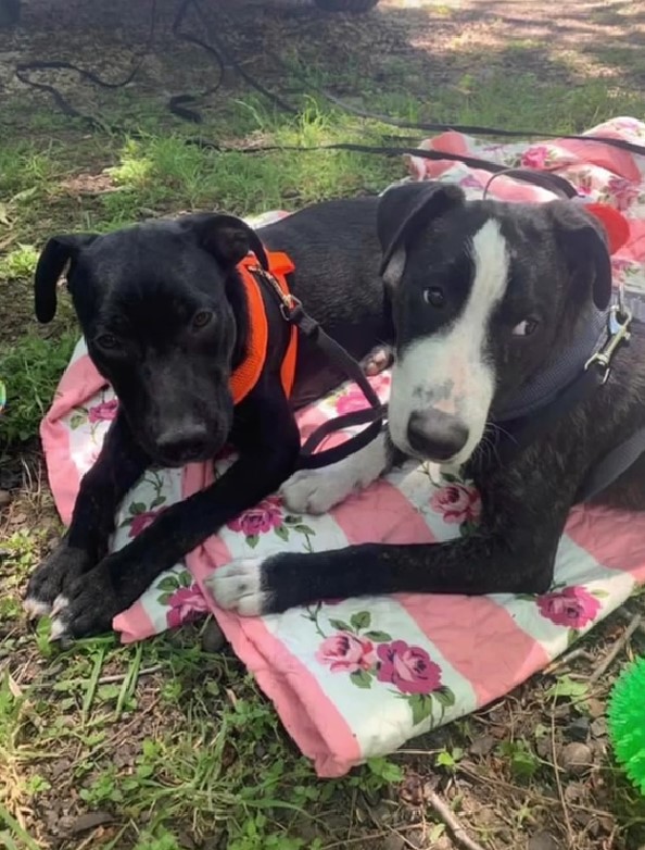 puppies lying on a blanket outdoors