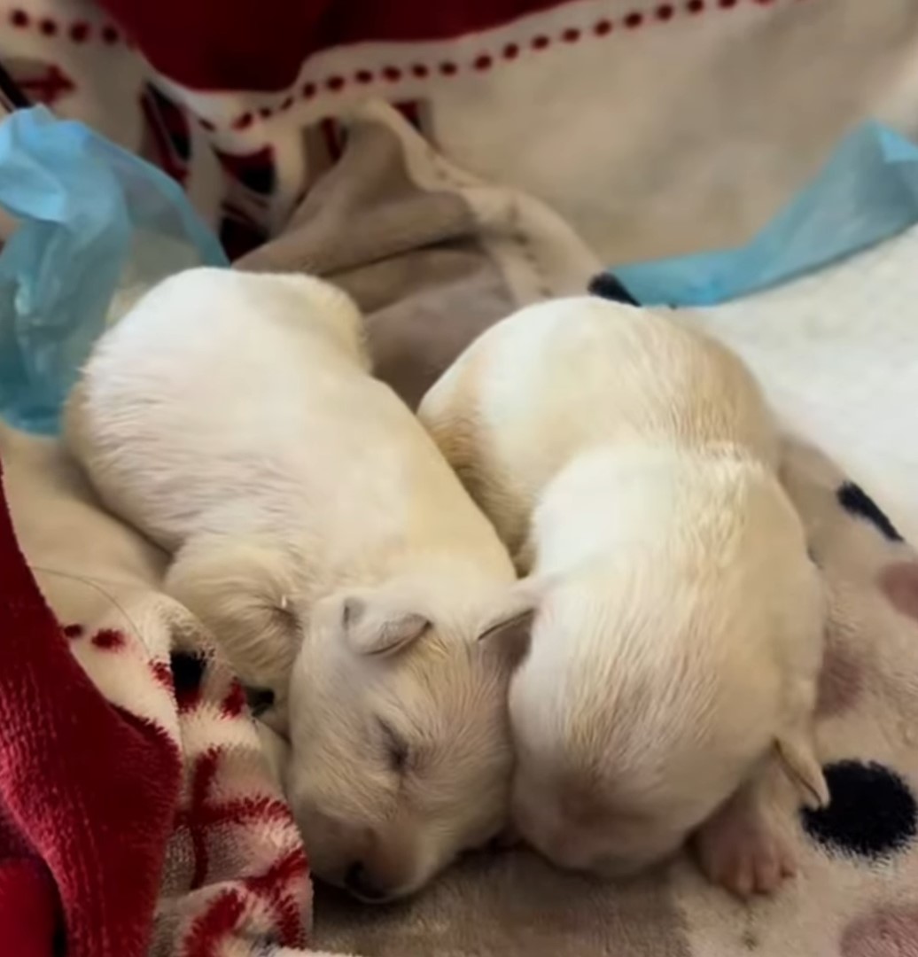 puppies on bed