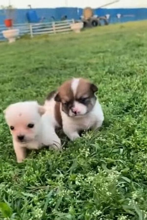 puppies on grass