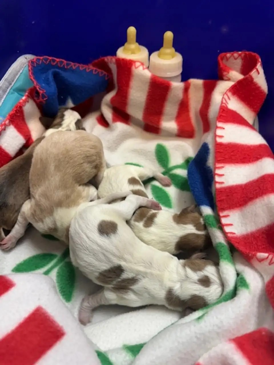 puppies on the blanket