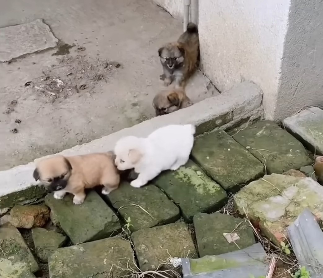 puppies playing