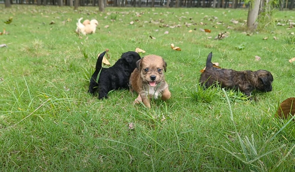 puppies playing with each other