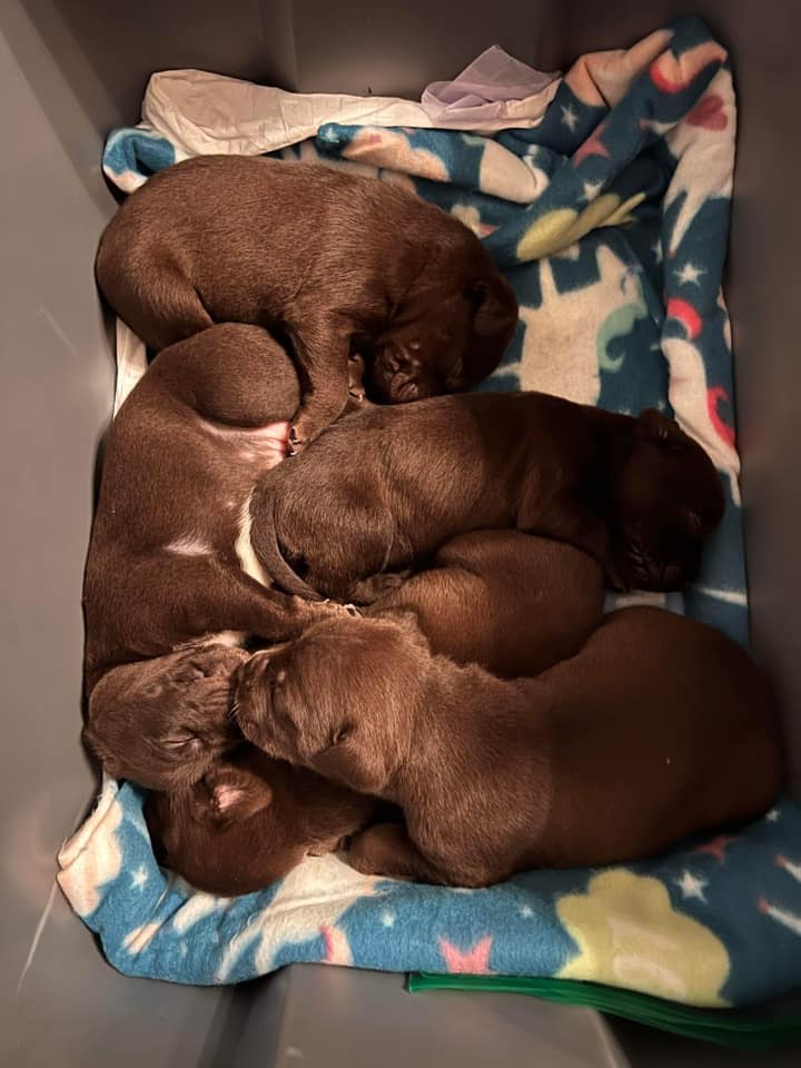 puppies sleeping on a pile