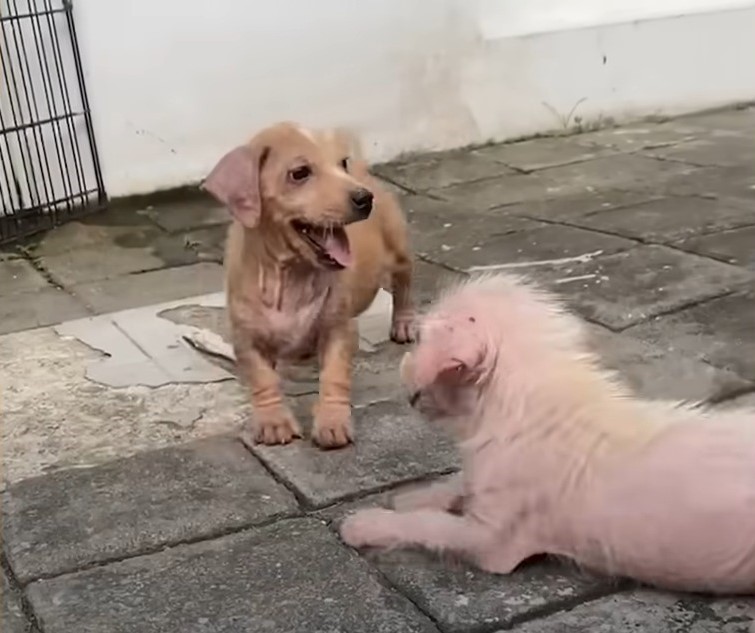 puppies standing outdoor