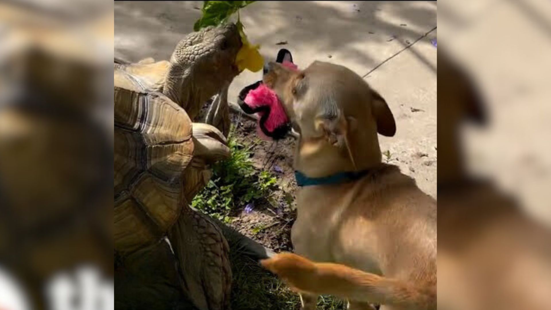 Puppy And Tortoise Siblings Do Everything Together And You Gotta See Them In Action