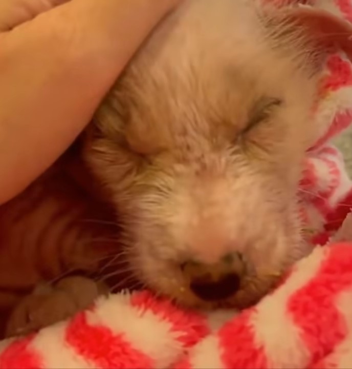 puppy being cuddled on bed