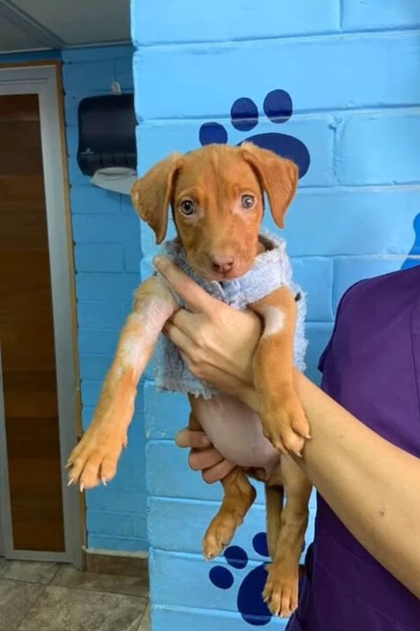 puppy being held