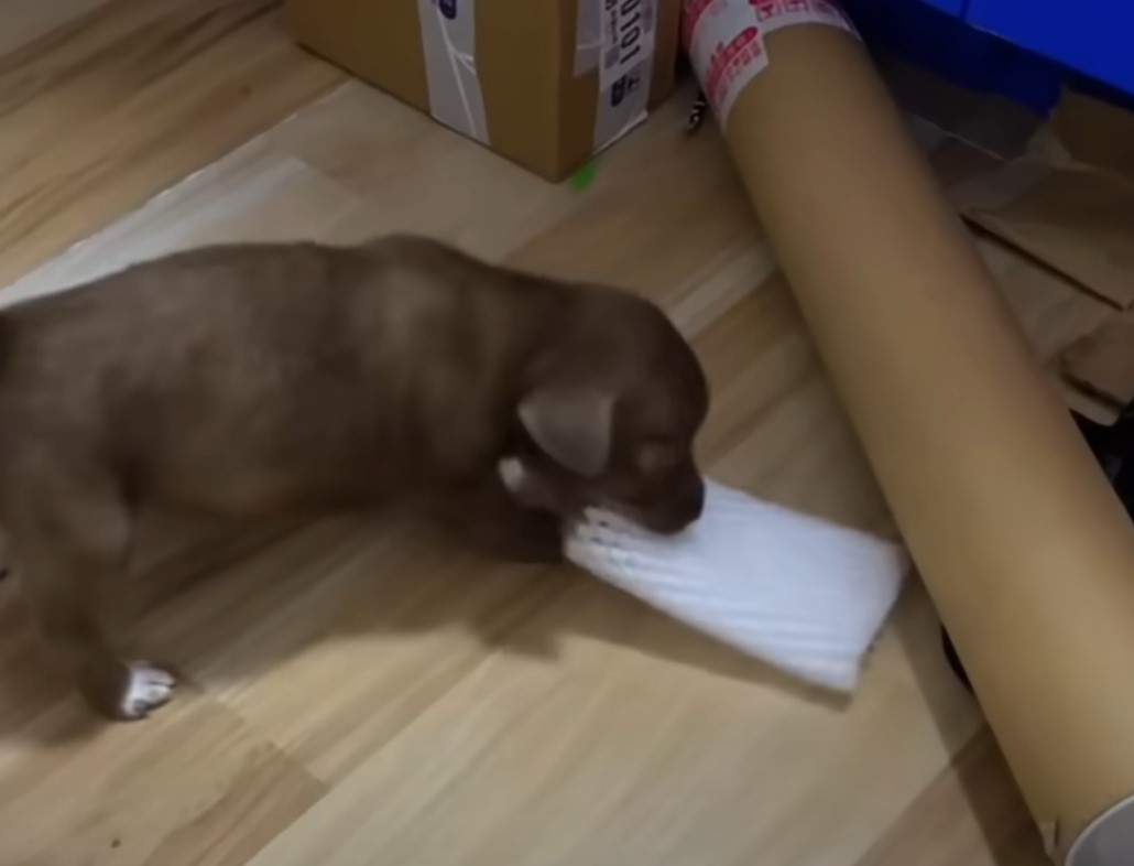 puppy carryng a cloth in mouth