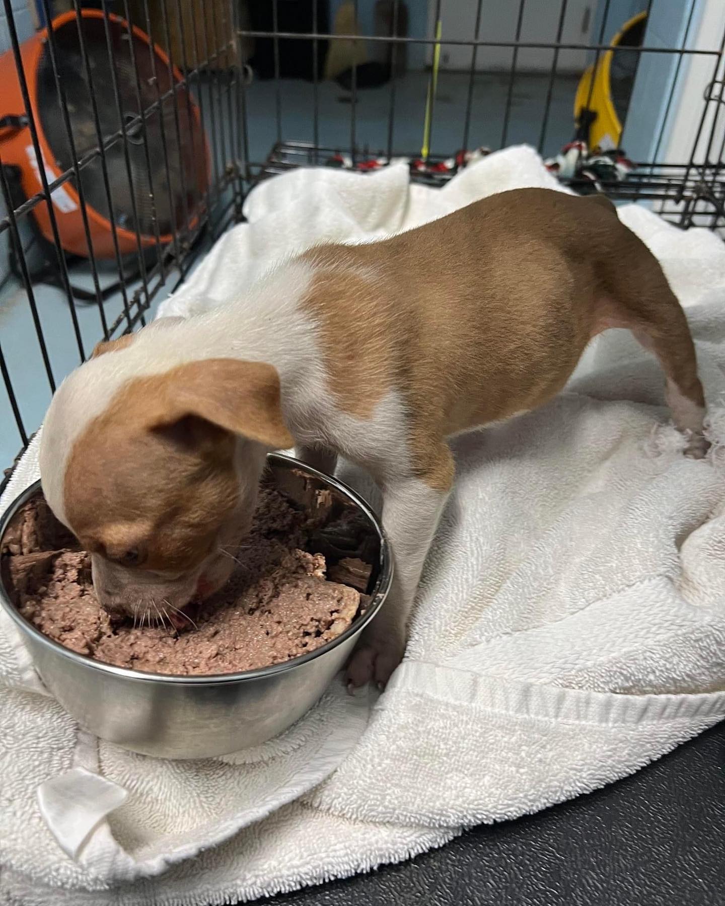 puppy eating food