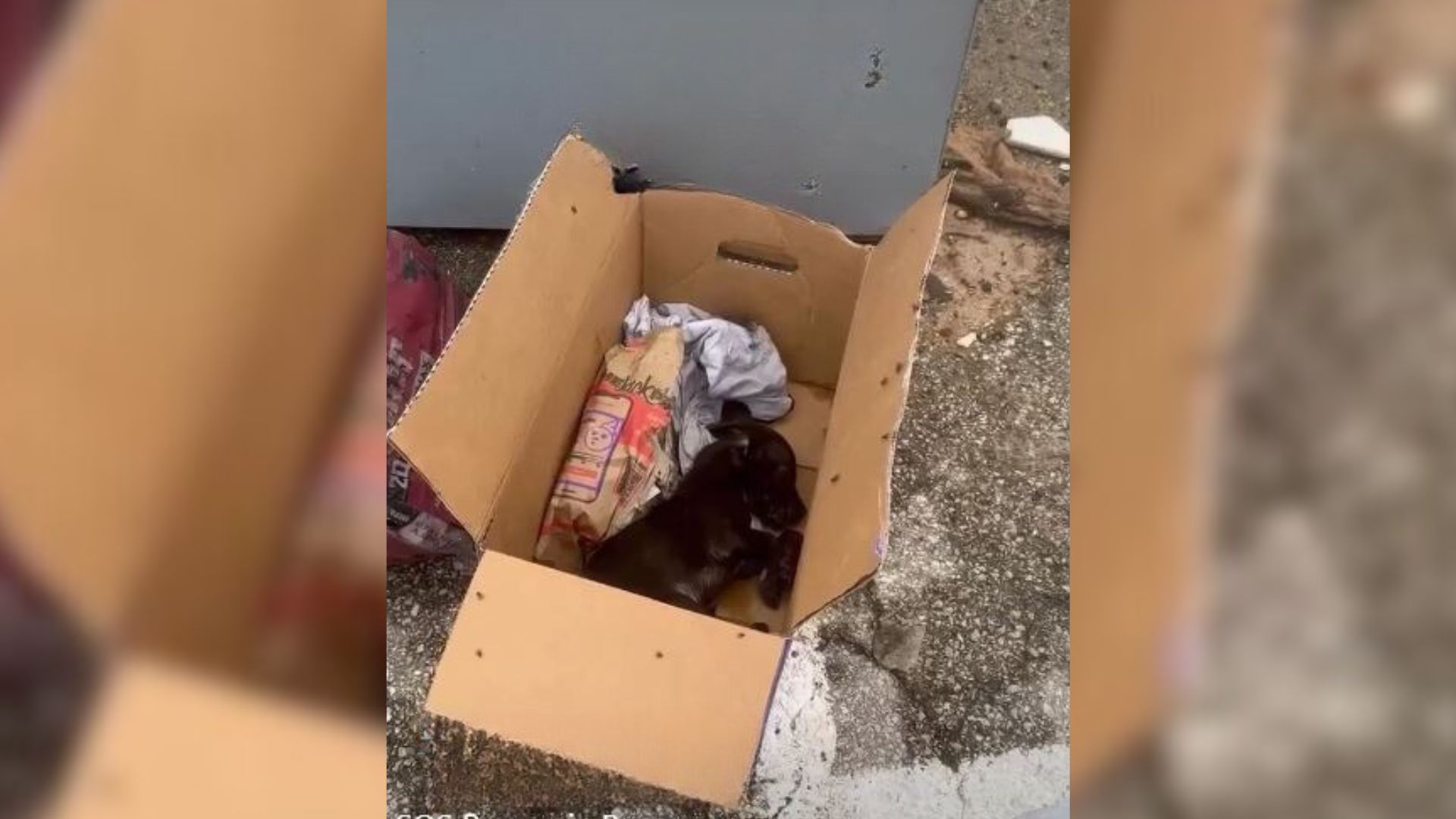 Puppy Found Cruelly Abandoned At Dumpster And Barely Clinging Onto Life