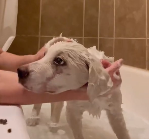 puppy getting a bath