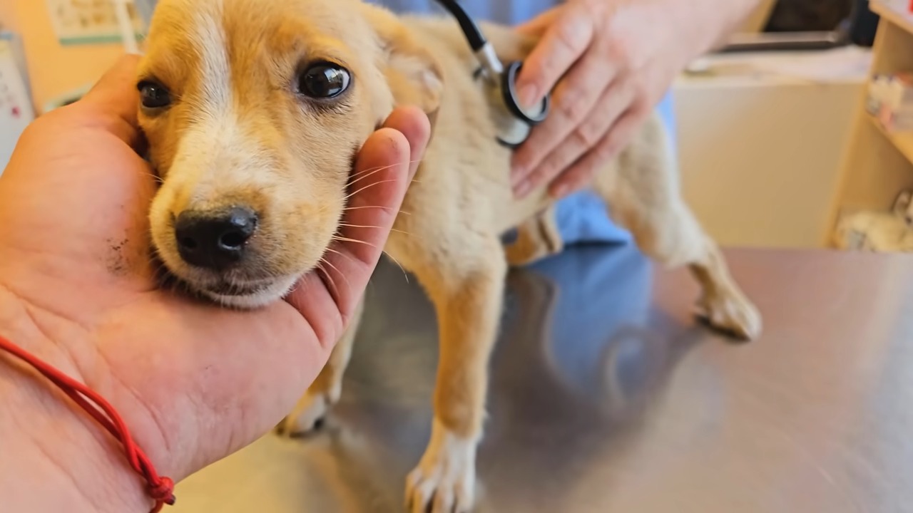 puppy getting examined by veterinarian