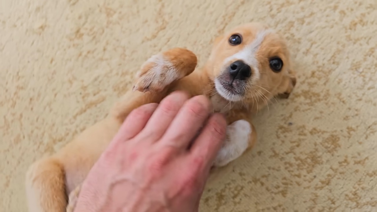 puppy getting tickeled