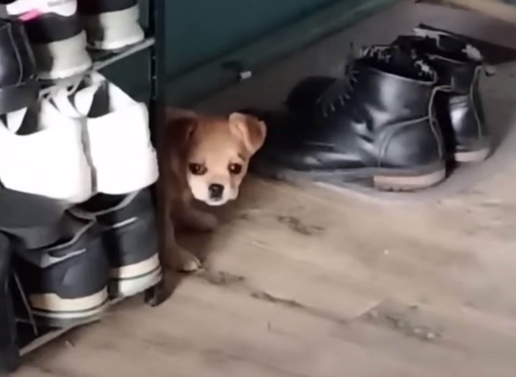 puppy hiding behind shoes