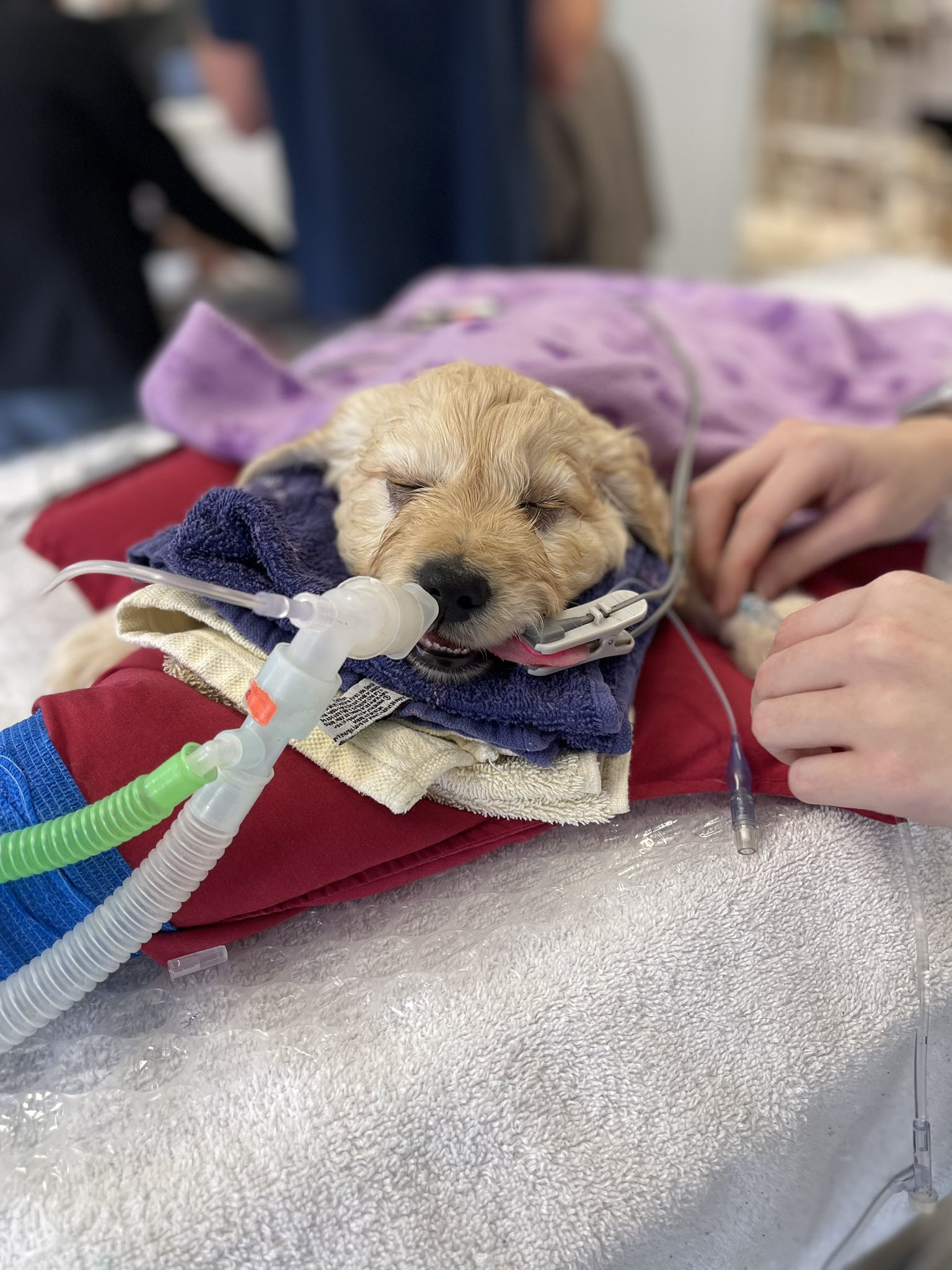 puppy hooked up on a vent