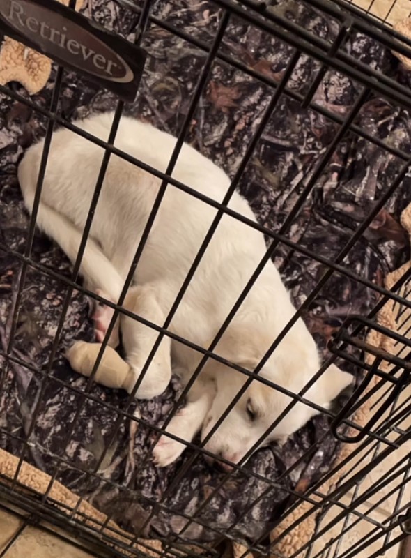 puppy in a kennel