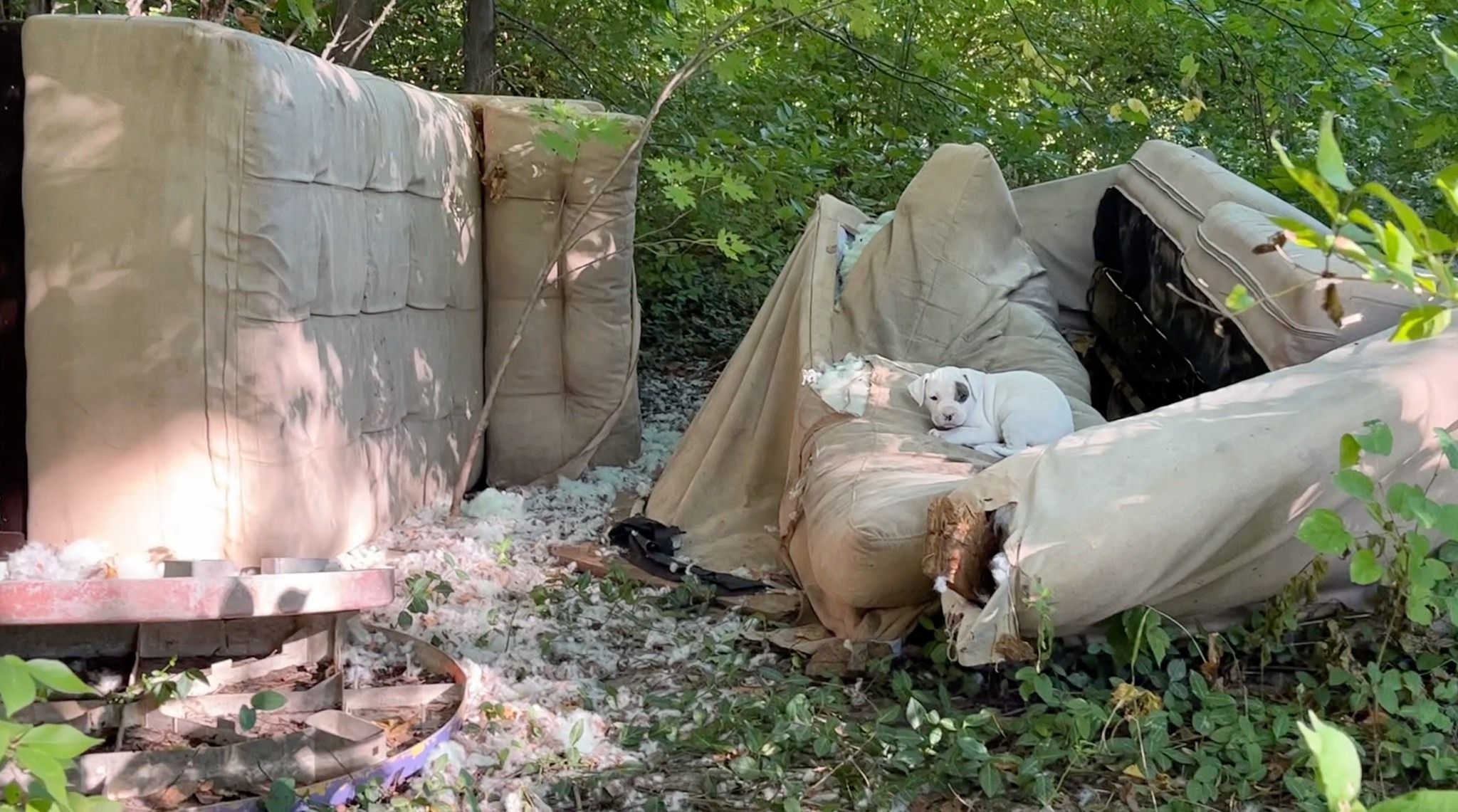 puppy in abandoned yard