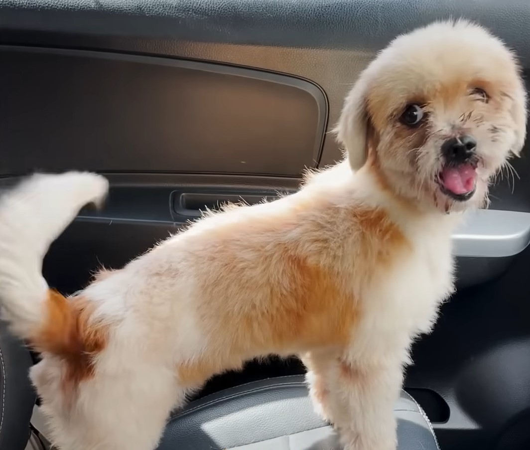 puppy in car