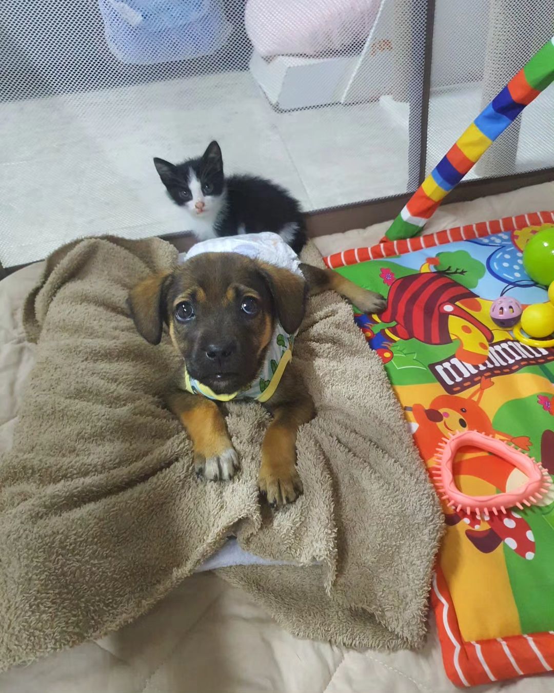 puppy in diapers with kitten