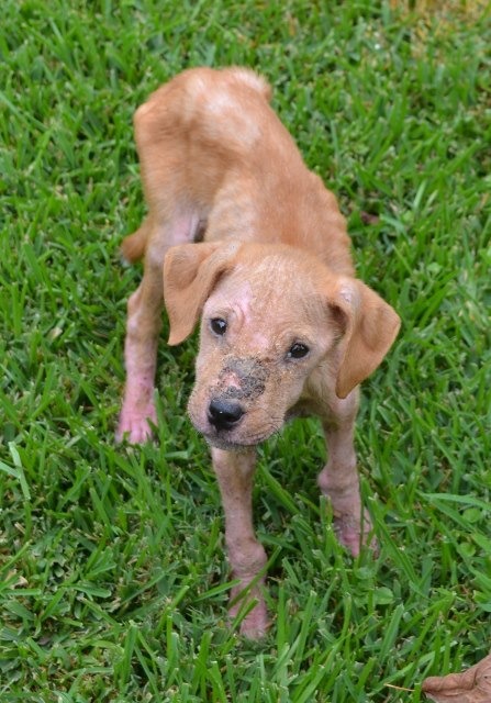 puppy in grass