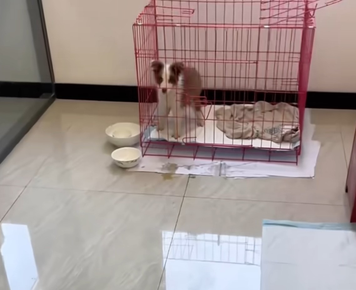 puppy in pink cage