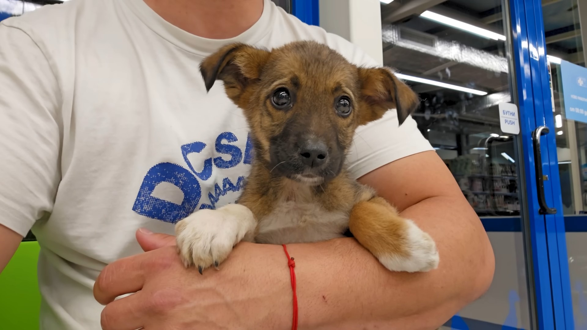 puppy in the arms of the rescuer