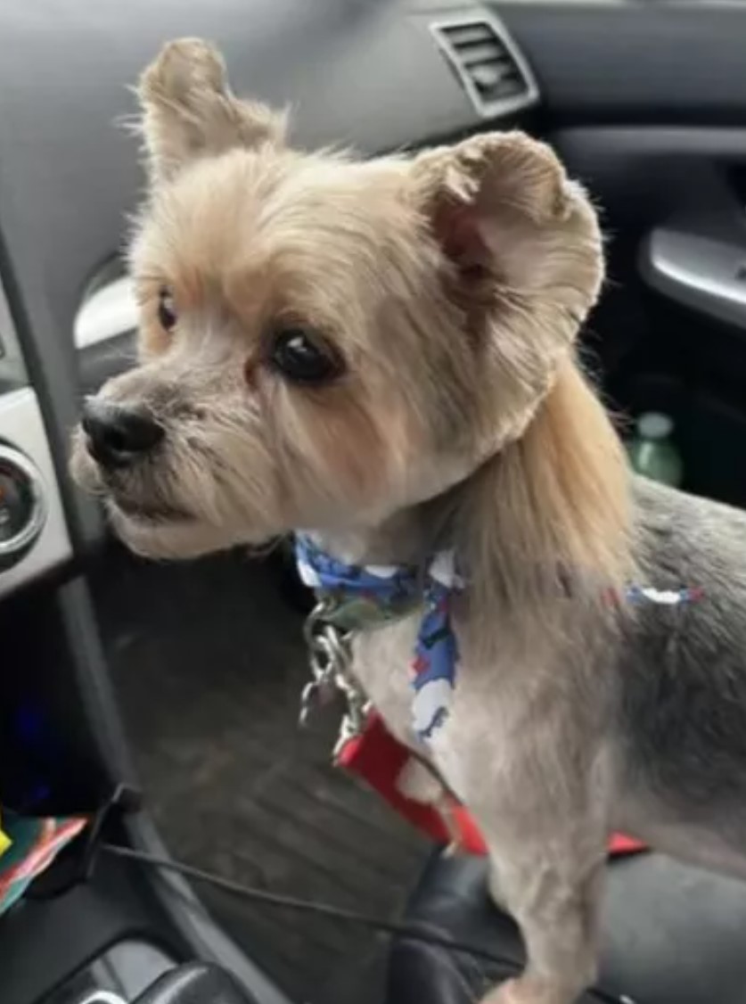 puppy in the car