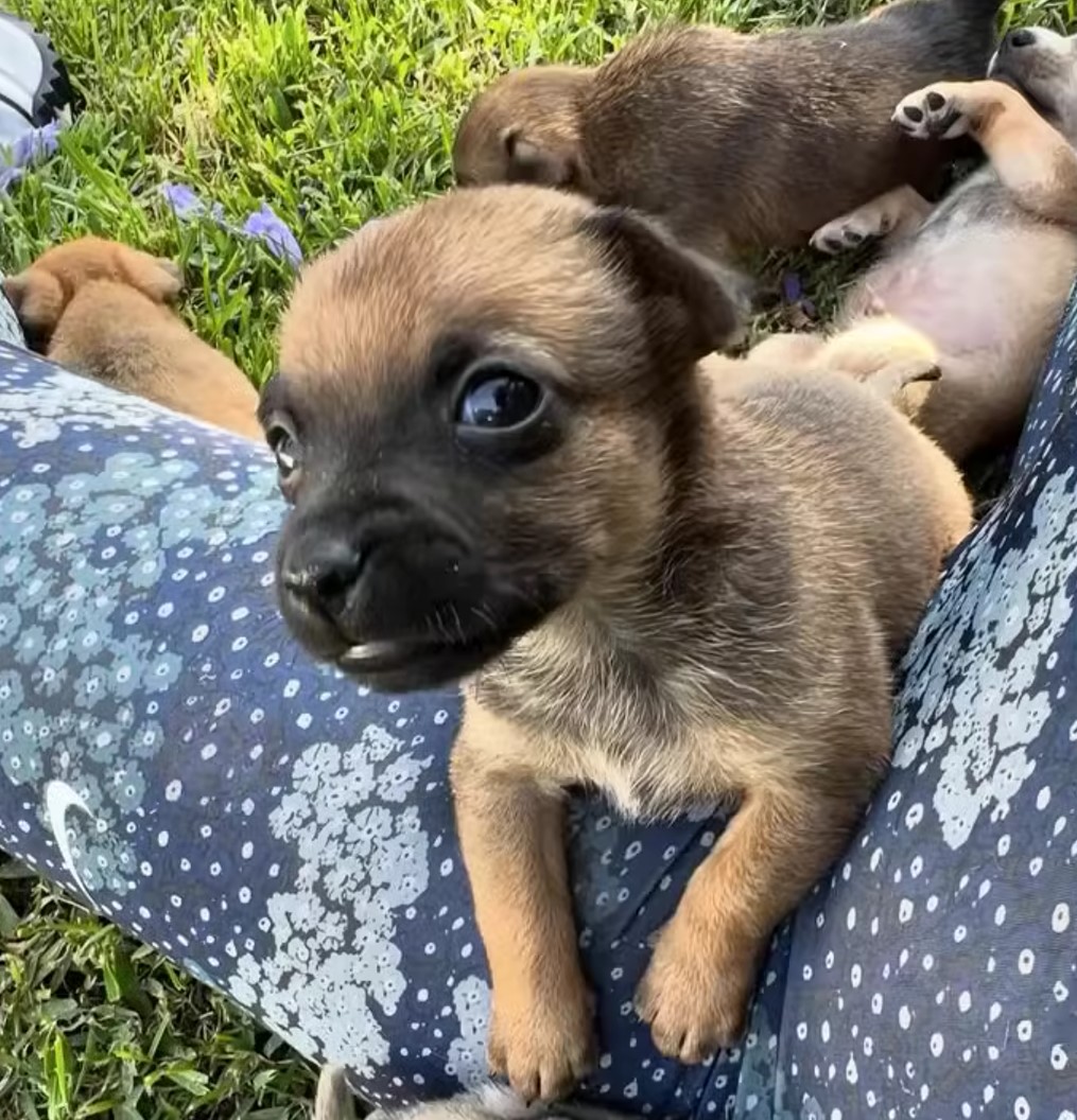 puppy in womans lap