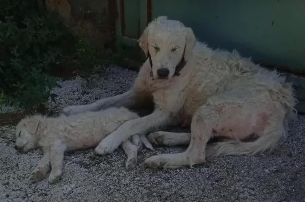 puppy laying with his mother dog