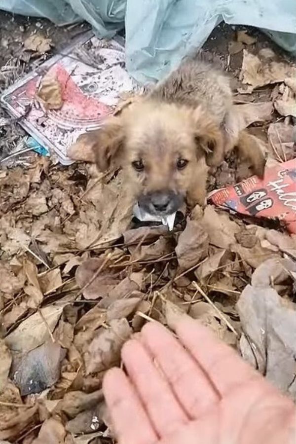 puppy looking at hand