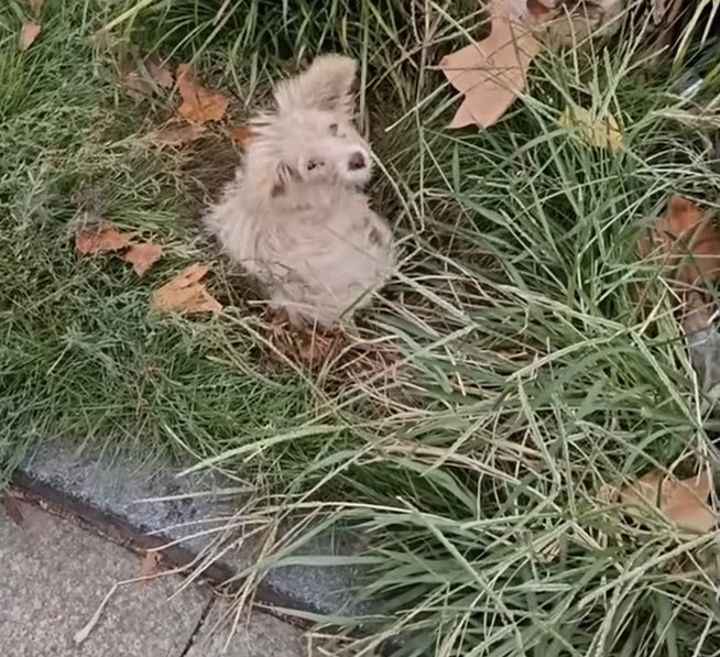 puppy lying in grass