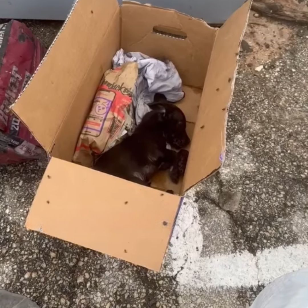 puppy lying in the card box