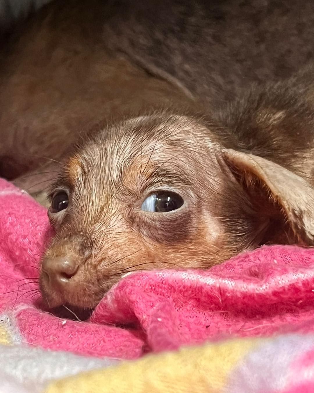 puppy lying on a pink blanket