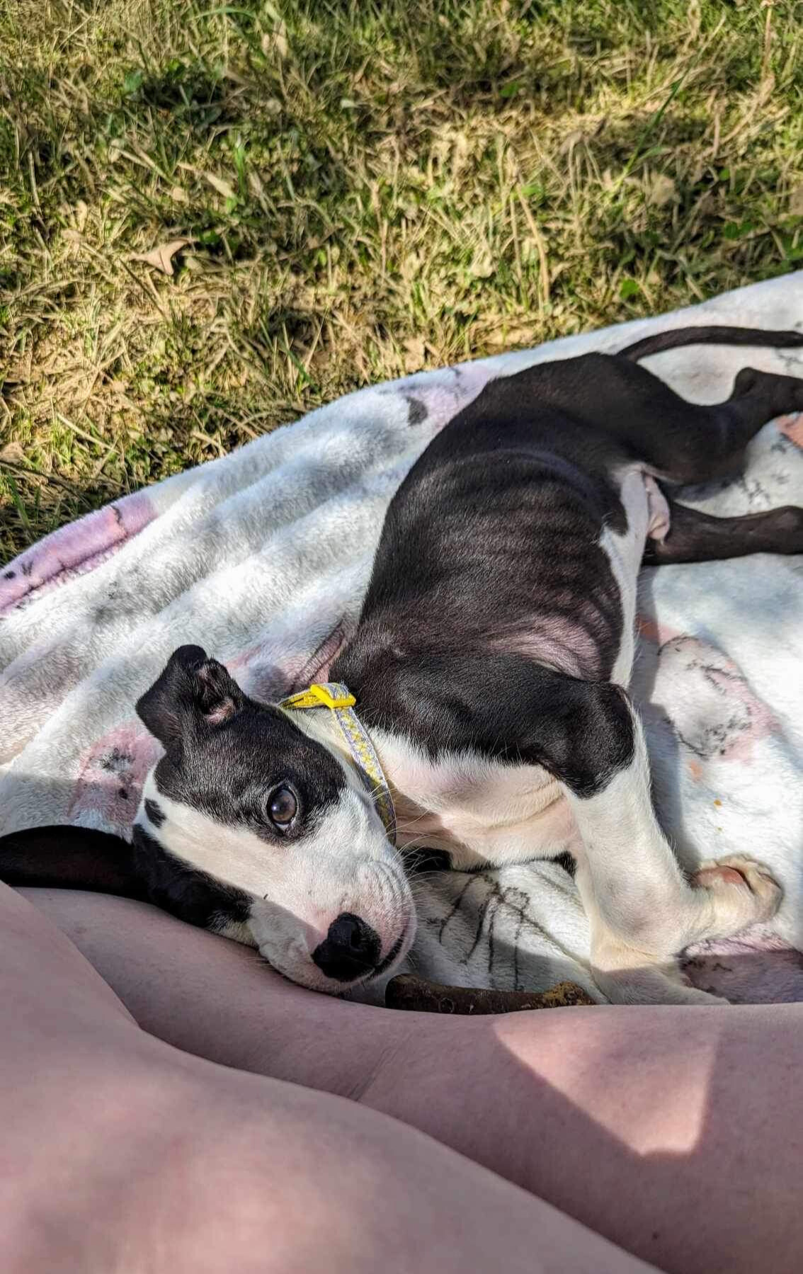 puppy lying on a towel outdoors