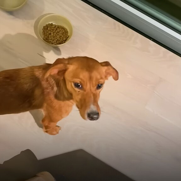 puppy next to a bowl of food