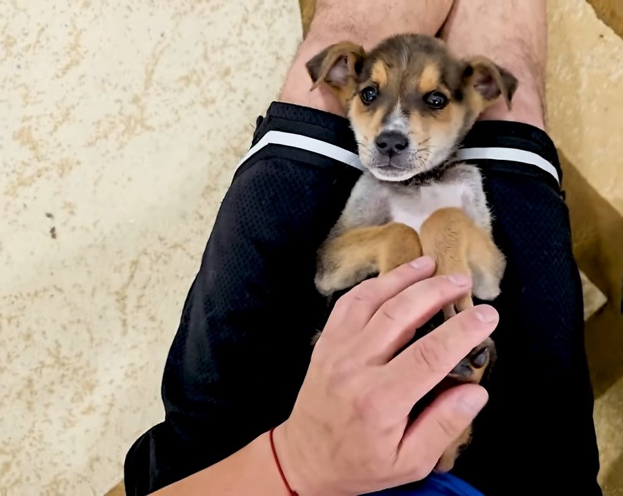 puppy on mans legs enjoying