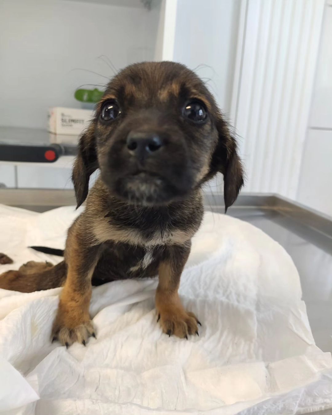 puppy on sheet