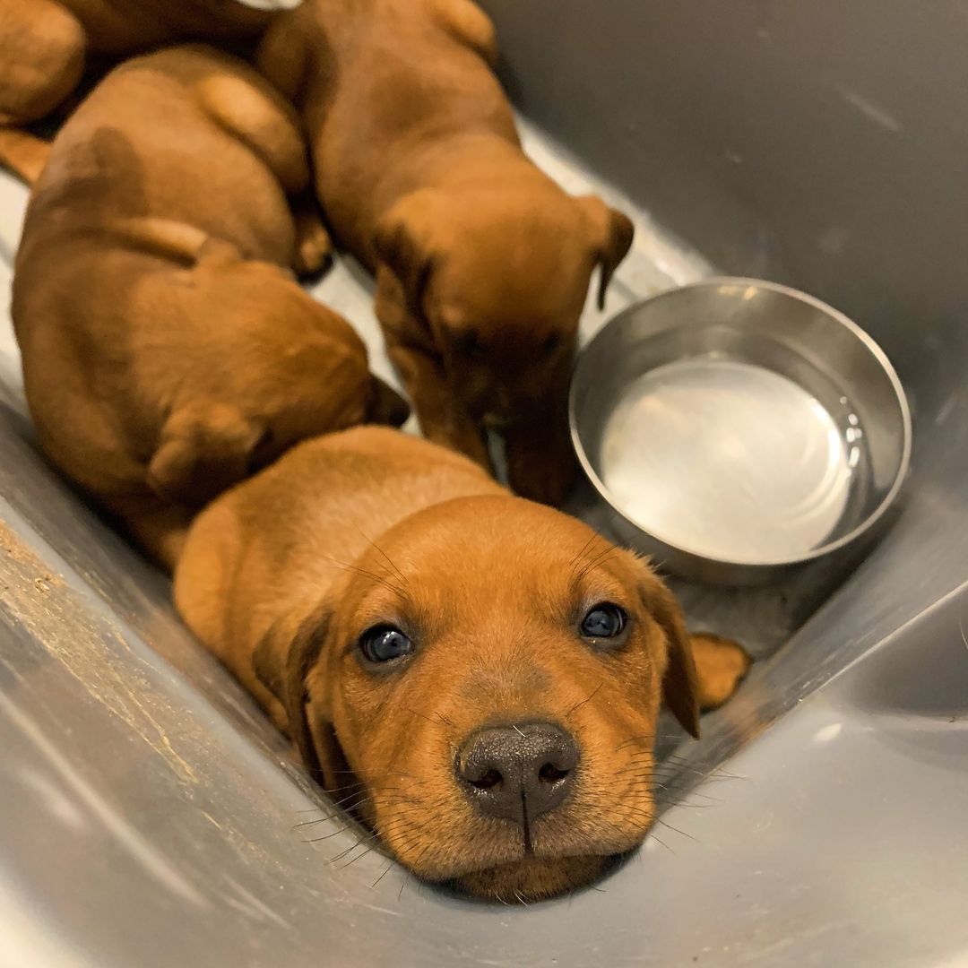 puppy peeking from the box