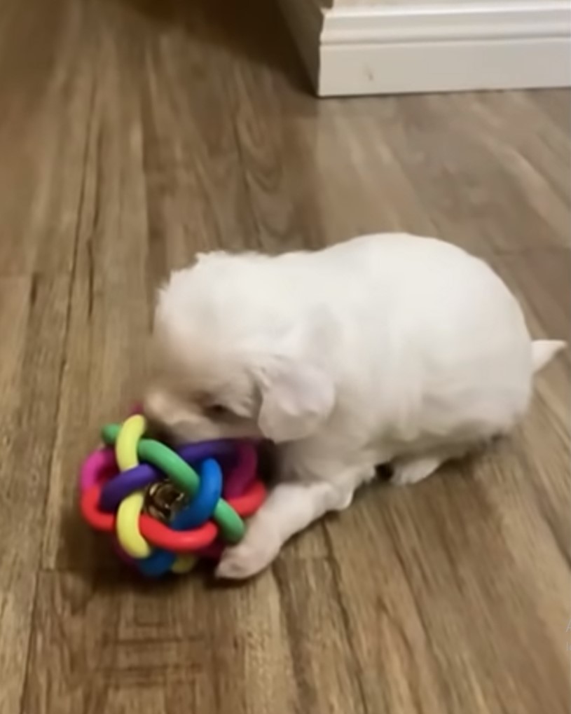 puppy playing