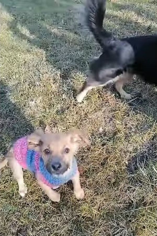 puppy running in the yard