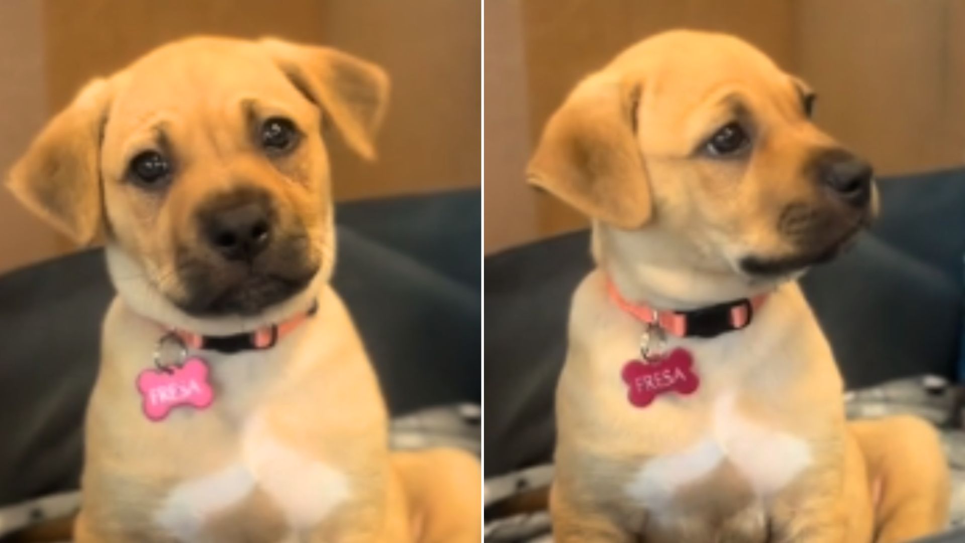 Puppy Saved From Bag With Sister Heartbroken To See Her Leave The Shelter With Her New Family