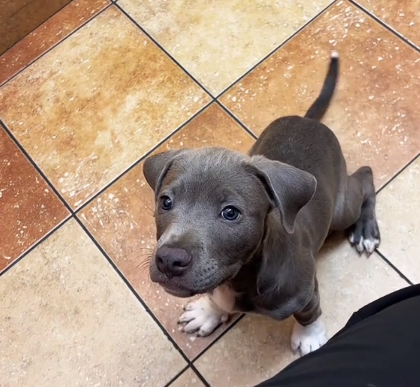 puppy sitting on the floor