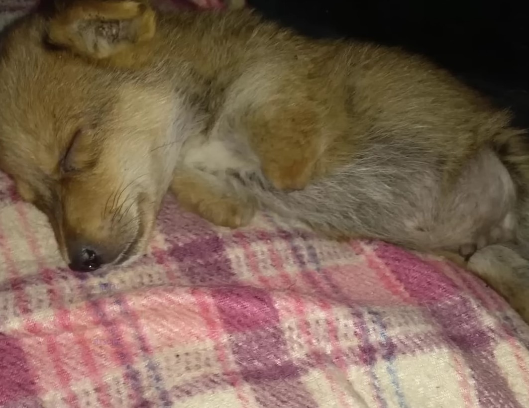 puppy sleeping