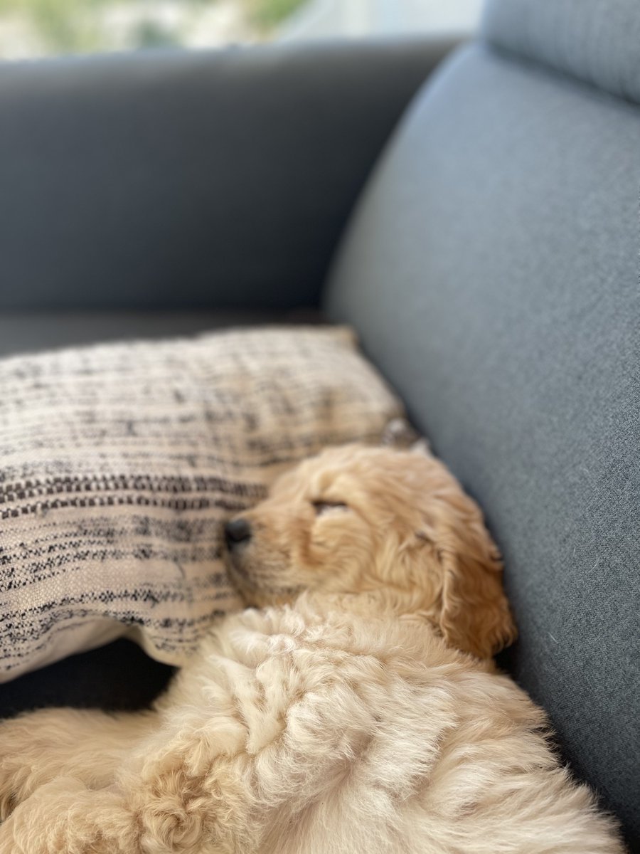 puppy sleeping in a car