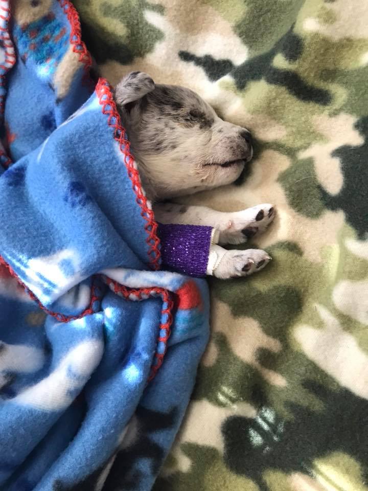 puppy sleeping under blanket