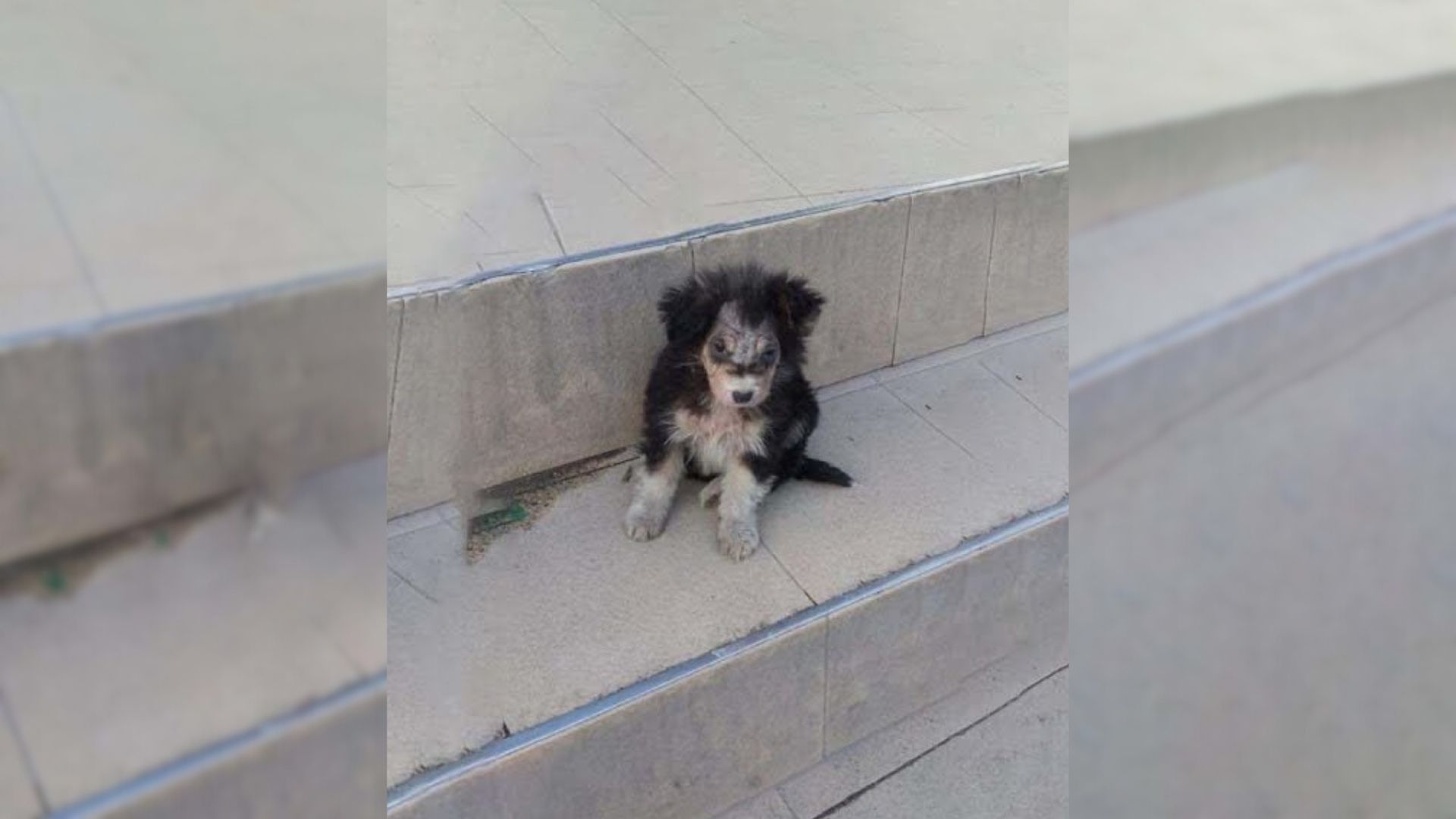 Injured Pup Stands In Front Of Supermarket And Begs Passersby For Help